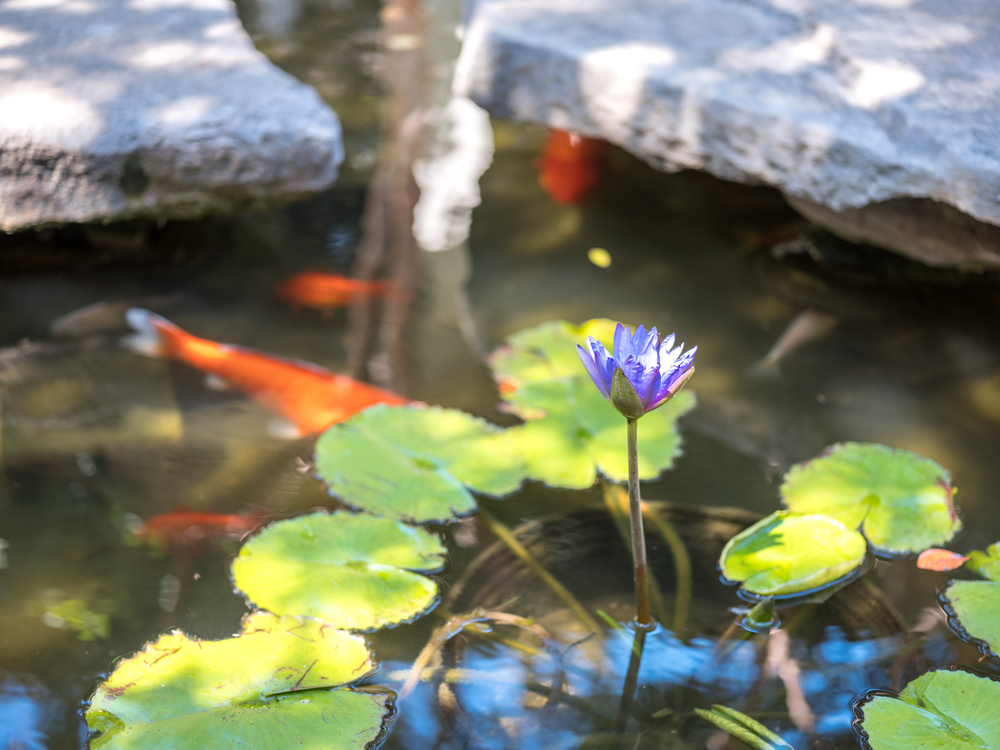 Water,lily,in,pond,with,koi,fish