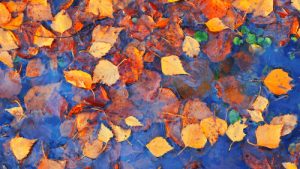 Colourful,fall,leaves,in,pond,lake,water,,floating,autumn,leaf.